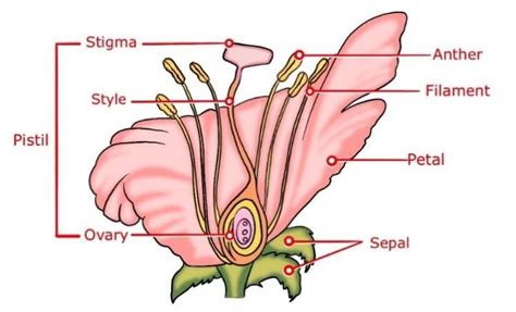 Science class 10: Sexual Reproduction in Plants: UPSC Note on Sexual ...