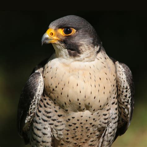 Adopt Raj the Peregrine Falcon - Hawk Conservancy Trust