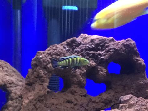 Mbuna I.D. | Cichlid Fish Forum