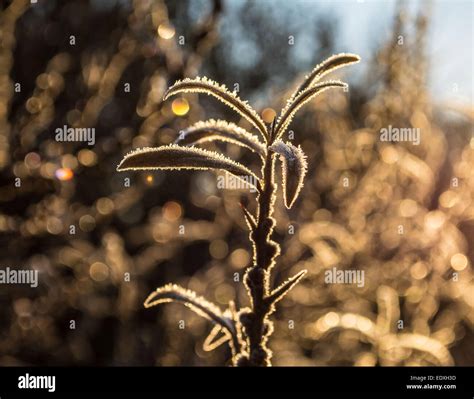 Frost on leaves Stock Photo - Alamy