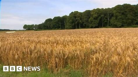 Battle of Mametz Wood scene revisited 100 years on - BBC News