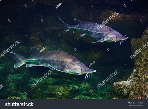 4,141 Beluga sturgeon fish Images, Stock Photos & Vectors | Shutterstock