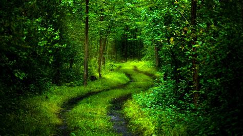 Green Forest Deep Path HD 3D Wallpaper – ALTERNATĪVĀ REALITĀTE