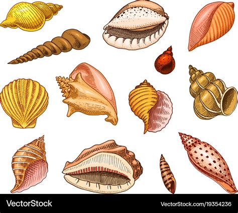 Seashells or mollusca different forms sea Vector Image