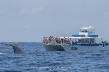 Dolphin & Whale Watching in Dana Point, CA | Dana Wharf