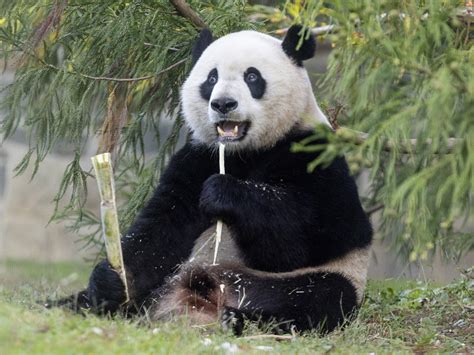 The Pandas Will Leave The National Zoo By Mid-November | DCist