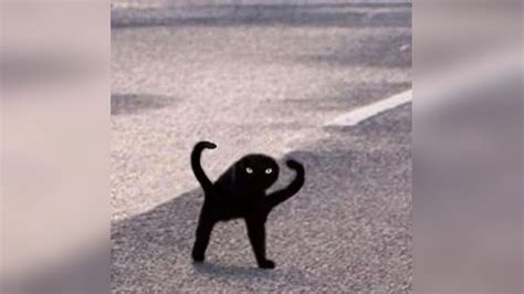 Angry Black Cat Meme - 58+ Koleksi Gambar