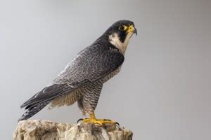 Minnesota Birds of Prey: Top 11 Feathered Predators with Pictures