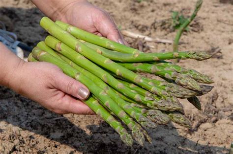 How and When to Harvest Asparagus | Gardener’s Path