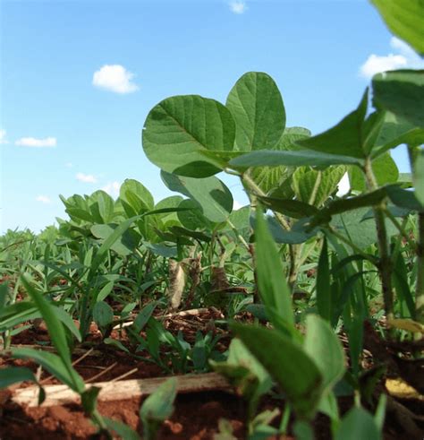 Insect resistant GMO soybeans dramatically reducing pesticide use in Brazil - Genetic Literacy ...