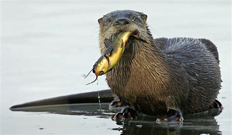 North American River Otter - San Juan Island National Historical Park ...