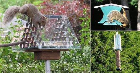 8 DIY Squirrel Proof Bird Feeder Ideas | Balcony Garden Web