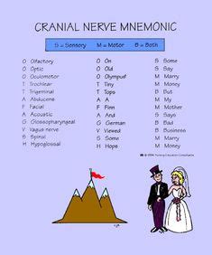 20 הרעיונות הטובים ביותר בלוח Cranial nerves anatomy | אנטומיה, רפואה ...