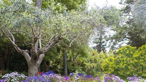 Olive tree care and growing guide – top tips for this versatile evergreen