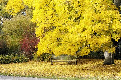 'Autumn, Acer Platanoides (Norway Maple)' - Stock Image - C001/9447 ...