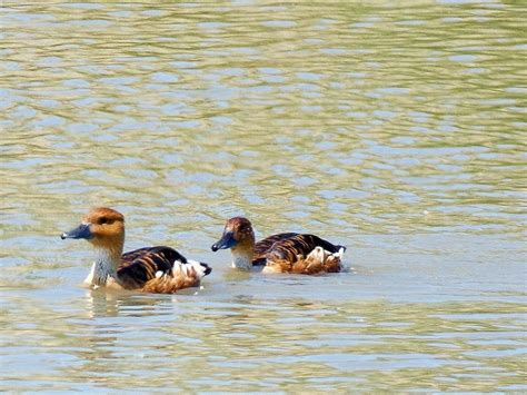 Fulvous whistling duck (Dendrocygna bicolor) - Picture Bird