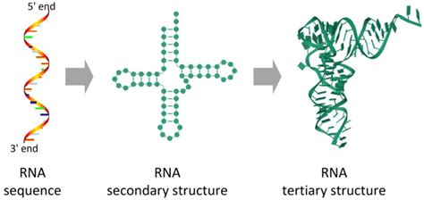 Tertiary Structure Of Rna