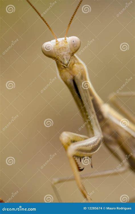 Yellow praying mantis stock photo. Image of close, macro - 12285674