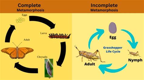 Explained! Types of Metamorphosis, Stages and Examples