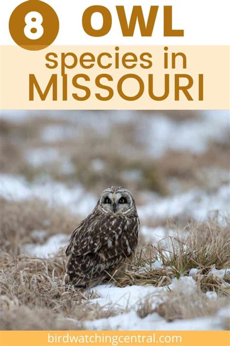 8 Owls in Missouri - Birdwatching Central