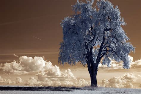 Infrared Filters: What Are They & How Do They Work · Urth Magazine