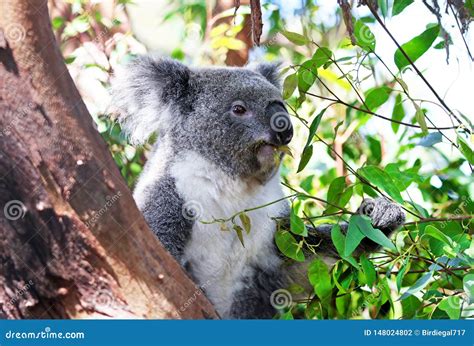 Young Koala Bear Eating Eucalyptus Leave in a Tree Stock Photo - Image of fuzzy, national: 148024802