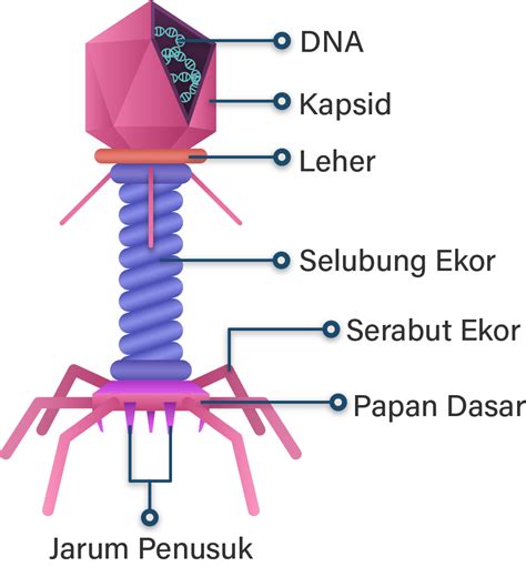 Struktur Dan Anatomi Virus – Sinau