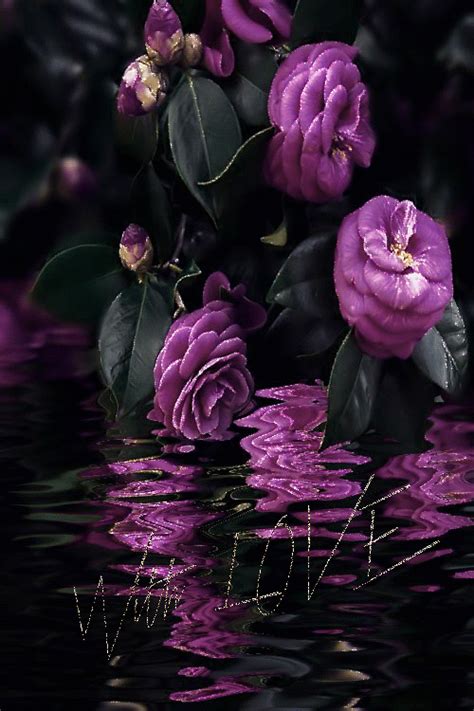 some purple flowers are floating in the water