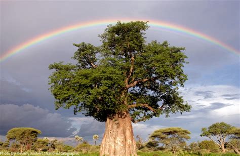 Interesting facts about baobab trees | Just Fun Facts