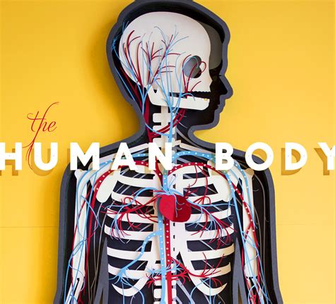 the human body is depicted in this book