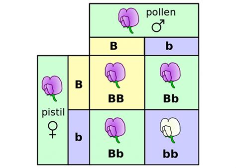 Mendel notes-7 Punnet square 1 - Chemistry School