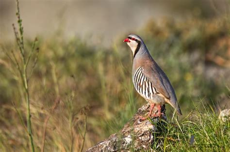 Chukar Partridge - BirdLife Cyprus