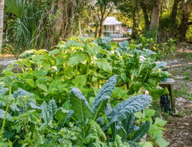 Tips for Vegetable Plants That Grow in Shade – Mother Earth News