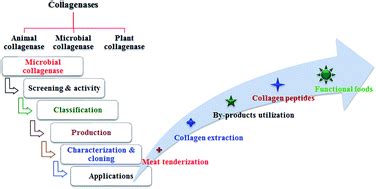 Microbial collagenases: challenges and prospects in production and ...