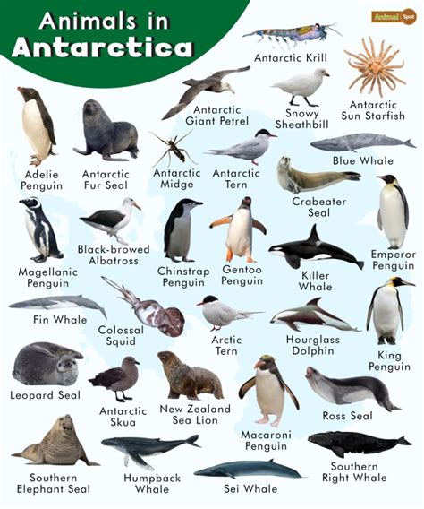 Animals in Antarctica List, Facts, and Pictures