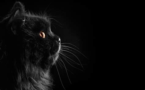 Cool Black Cat Wallpaper - PetsWall