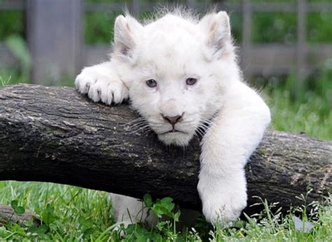 Ominous Albino Lion Cub, Blue eyes, Cub, Albino, Trees, Grass, Lion, HD ...