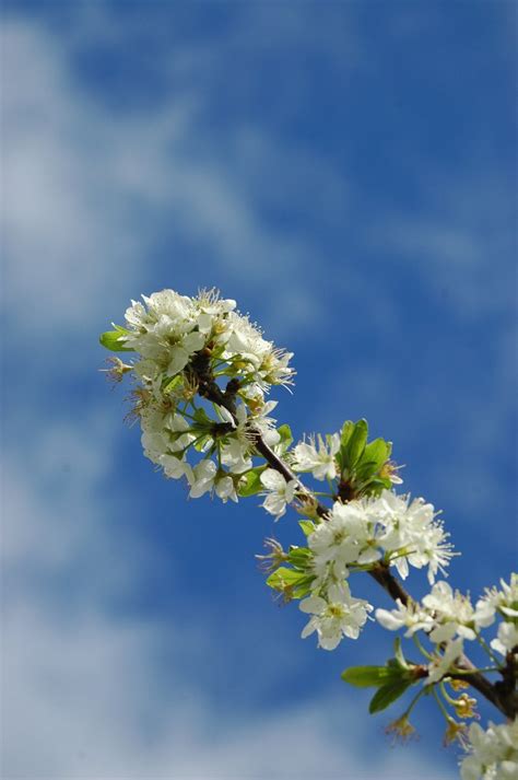 Plum Blossoms Free Photo Download | FreeImages