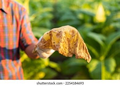 1,658 Tobacco Plant Diseases Images, Stock Photos & Vectors | Shutterstock