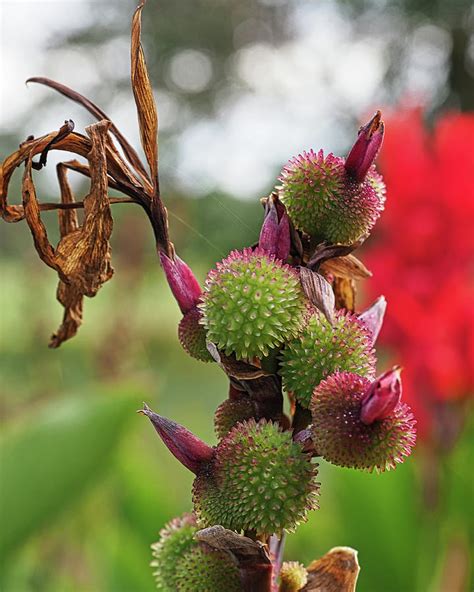 Canna Lily Seed Pods Photograph by Scott Olsen - Fine Art America