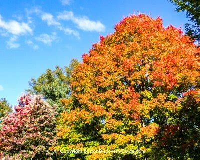 Fall Foliage Tours 2024 - Boston and New England - Boston Discovery Guide