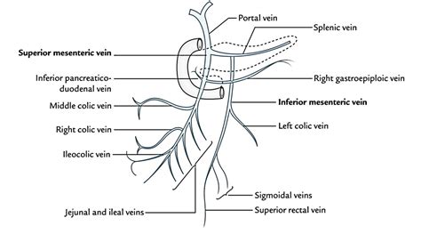 Superior Mesenteric Vein – Earth's Lab