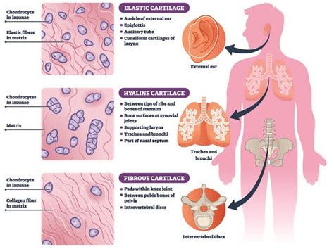 Connective Tissue Examples In The Human Body