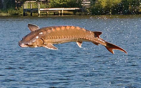 The Endangered Species Act Has Helped Bring the Atlantic Sturgeon Back ...