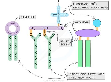 CIE A Level Biology复习笔记2.2.8 Phospholipids-翰林国际教育