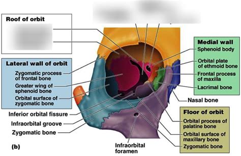 Boundaries of Bony Orbit - Roof of Orbit Diagram | Quizlet