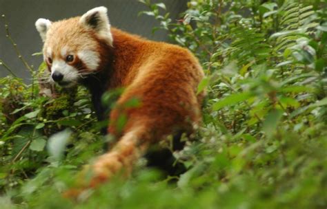 Community-Led Conservation Efforts Increase Nagaland's Wildlife Population