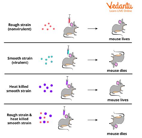 Griffith Experiment - Introduction, Impacts and Diagram