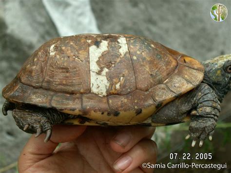 Terrapene nelsoni, spotted box turtle | Wild Sonora