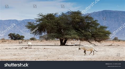 7,658 Saudi desert animals Images, Stock Photos & Vectors | Shutterstock